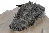 Flying Metacanthina Trilobite - Lghaft, Morocco #222483-3